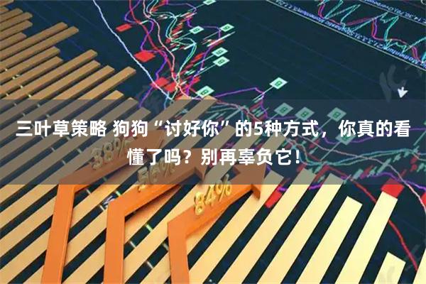 三叶草策略 狗狗“讨好你”的5种方式，你真的看懂了吗？别再辜负它！